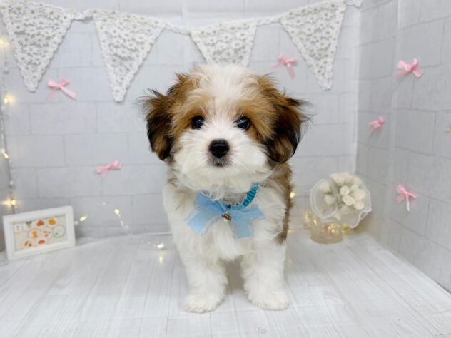 香川県のハーフ犬・ミックス犬 (ワンキャラット アミーゴ屋島店/2026年6月29日生まれ/男の子/レッドホワイト)の子犬の2枚目の画像