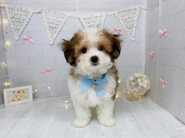 香川県のハーフ犬・ミックス犬 (ワンキャラット アミーゴ屋島店/2026年6月29日生まれ/男の子/レッドホワイト)の子犬の3枚目の画像
