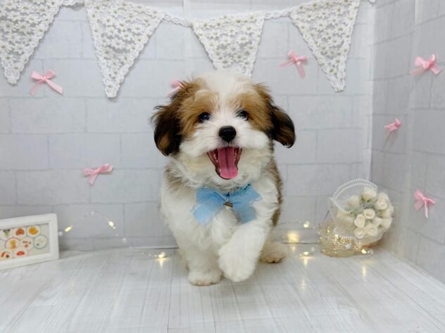 香川県のハーフ犬・ミックス犬 (ワンキャラット アミーゴ屋島店/2026年6月29日生まれ/男の子/レッドホワイト)の子犬の4枚目の画像