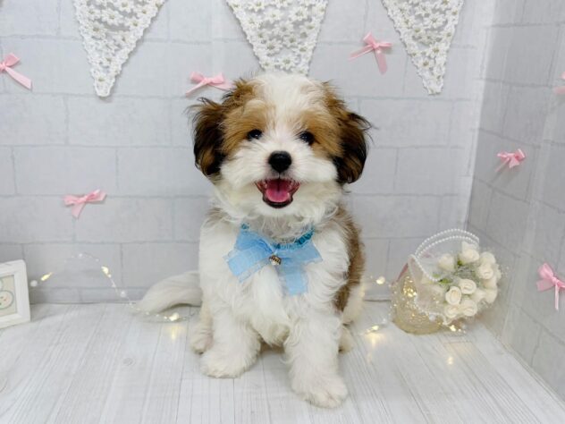 香川県のハーフ犬・ミックス犬 (ワンキャラット アミーゴ屋島店/2026年6月29日生まれ/男の子/レッドホワイト)の子犬の1枚目の画像