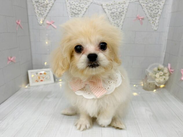 香川県のハーフ犬・ミックス犬 (ワンキャラット アミーゴ屋島店/2026年5月30日生まれ/女の子/アプリコット)の子犬の2枚目の画像