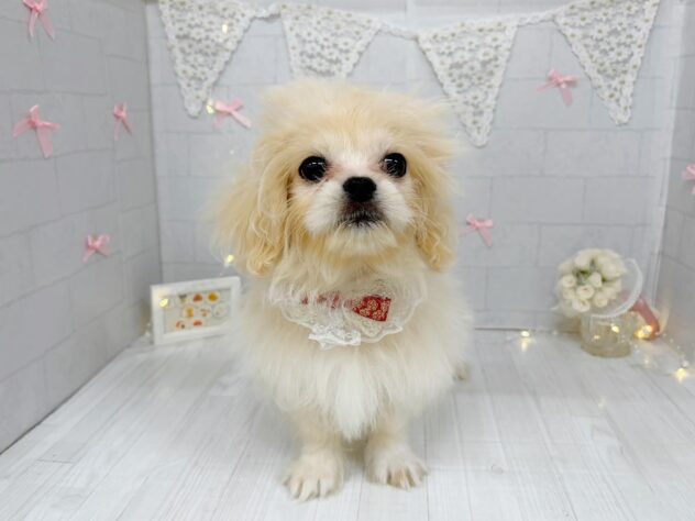 香川県のハーフ犬・ミックス犬 (ワンキャラット アミーゴ屋島店/2026年5月30日生まれ/女の子/アプリコット)の子犬の3枚目の画像