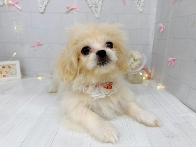香川県のハーフ犬・ミックス犬 (ワンキャラット アミーゴ屋島店/2026年5月30日生まれ/女の子/アプリコット)の子犬の1枚目の画像