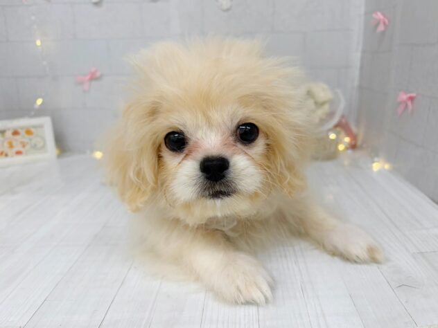 香川県のハーフ犬・ミックス犬 (ワンキャラット アミーゴ屋島店/2026年5月30日生まれ/女の子/アプリコット)の子犬の4枚目の画像