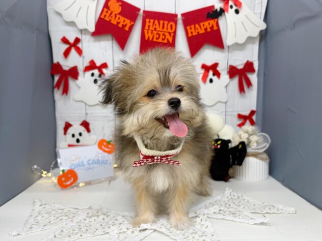 香川県のハーフ犬・ミックス犬 (ワンキャラット アミーゴ屋島店/2026年5月30日生まれ/女の子/フォーン)の子犬の4枚目の画像