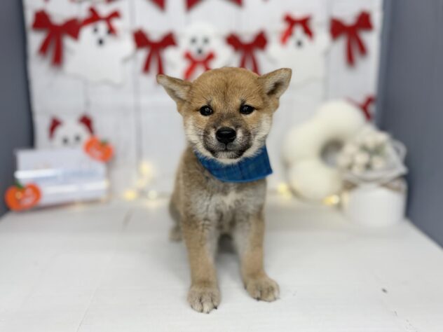 2026年8月2日生まれの柴犬(標準サイズ)