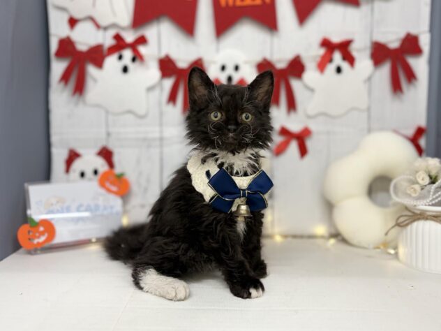 2026年8月2日生まれのハーフ猫・ミックス猫
