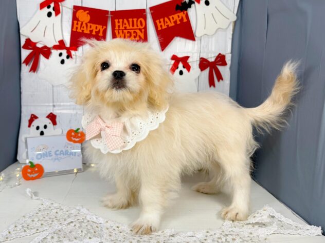 香川県のハーフ犬・ミックス犬 (ワンキャラット アミーゴ屋島店/2026年5月30日生まれ/女の子/アプリコット)の子犬の2枚目の画像