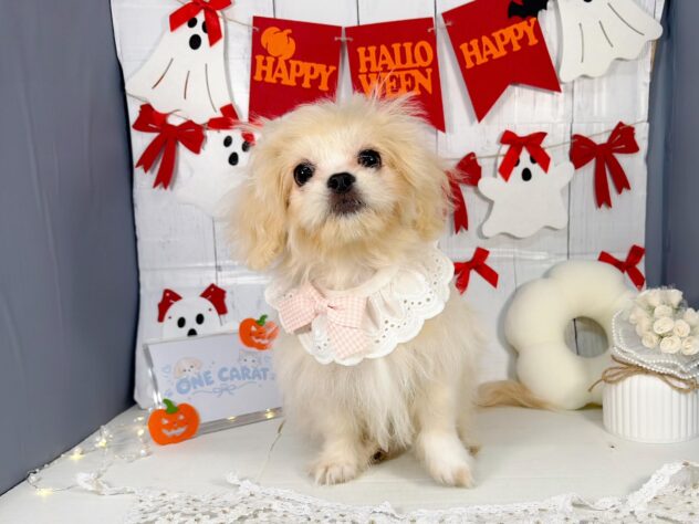 香川県のハーフ犬・ミックス犬 (ワンキャラット アミーゴ屋島店/2026年5月30日生まれ/女の子/アプリコット)の子犬の1枚目の画像