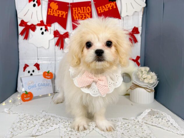 香川県のハーフ犬・ミックス犬 (ワンキャラット アミーゴ屋島店/2026年5月30日生まれ/女の子/アプリコット)の子犬の3枚目の画像