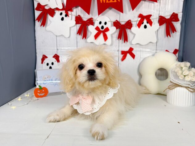 香川県のハーフ犬・ミックス犬 (ワンキャラット アミーゴ屋島店/2026年5月30日生まれ/女の子/アプリコット)の子犬の4枚目の画像
