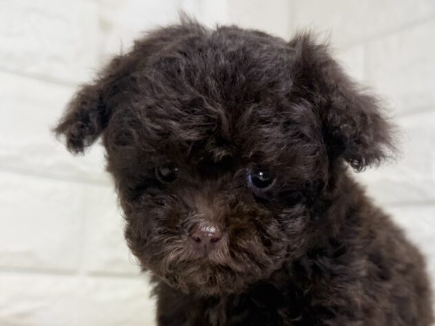 香川県のハーフ犬・ミックス犬 (ワンキャラット アミーゴ丸亀店/2026年7月7日生まれ/男の子/ブラウン)の子犬の1枚目の画像