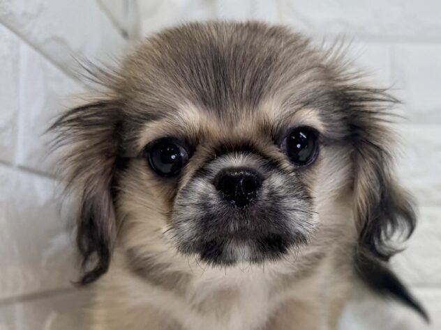 香川県のハーフ犬・ミックス犬 (ワンキャラット アミーゴ丸亀店/2026年6月30日生まれ/女の子/フォーン)の子犬の1枚目の画像