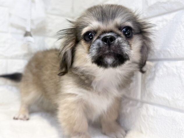 香川県のハーフ犬・ミックス犬 (ワンキャラット アミーゴ丸亀店/2026年6月30日生まれ/女の子/フォーン)の子犬の3枚目の画像