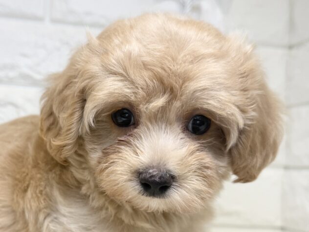 香川県のハーフ犬・ミックス犬 (ワンキャラット アミーゴ丸亀店/2026年7月13日生まれ/女の子/アプリコット)の子犬の1枚目の画像