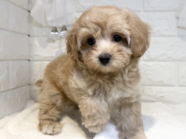 香川県のハーフ犬・ミックス犬 (ワンキャラット アミーゴ丸亀店/2026年7月13日生まれ/女の子/アプリコット)の子犬の2枚目の画像