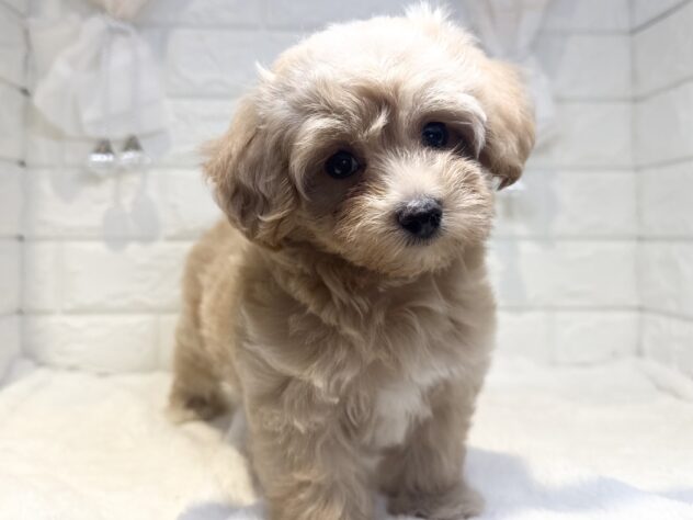 香川県のハーフ犬・ミックス犬 (ワンキャラット アミーゴ丸亀店/2026年7月13日生まれ/女の子/アプリコット)の子犬の3枚目の画像