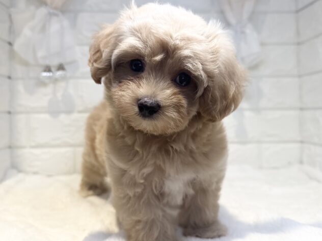 香川県のハーフ犬・ミックス犬 (ワンキャラット アミーゴ丸亀店/2026年7月13日生まれ/女の子/アプリコット)の子犬の4枚目の画像
