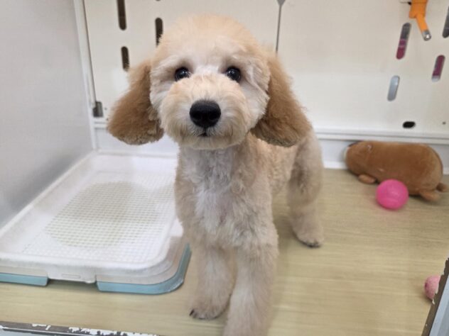 徳島県のハーフ犬・ミックス犬 (アミーゴ徳島沖浜店/2026年4月19日生まれ/女の子/アプリコット)の子犬の1枚目の画像
