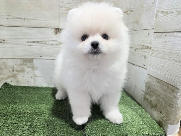 徳島県のポメラニアン (アミーゴ徳島沖浜店/2026年7月5日生まれ/女の子/ホワイト)の子犬の1枚目の画像