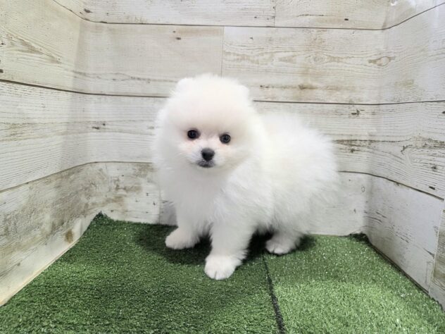 徳島県のポメラニアン (アミーゴ徳島沖浜店/2026年7月5日生まれ/女の子/ホワイト)の子犬の3枚目の画像