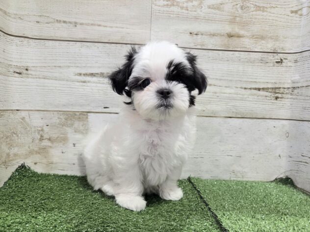 徳島県のハーフ犬・ミックス犬 (アミーゴ徳島沖浜店/2026年7月5日生まれ/女の子/ホワイトブラック)の子犬の2枚目の画像