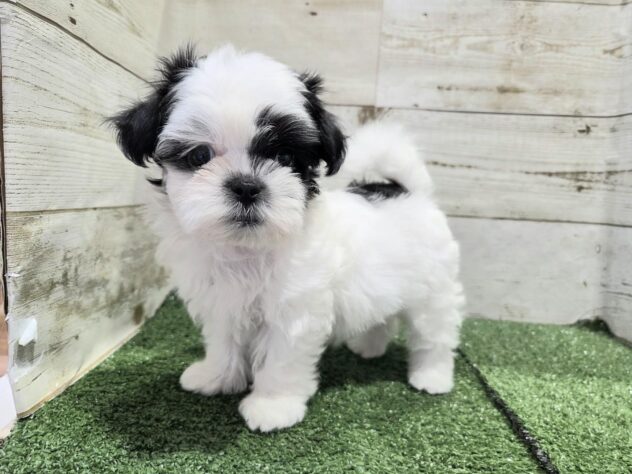 徳島県のハーフ犬・ミックス犬 (アミーゴ徳島沖浜店/2026年7月5日生まれ/女の子/ホワイトブラック)の子犬の1枚目の画像