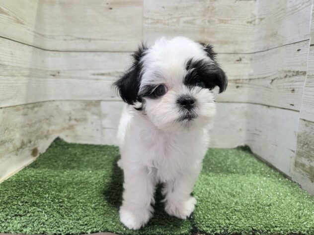 徳島県のハーフ犬・ミックス犬 (アミーゴ徳島沖浜店/2026年7月5日生まれ/女の子/ホワイトブラック)の子犬の3枚目の画像