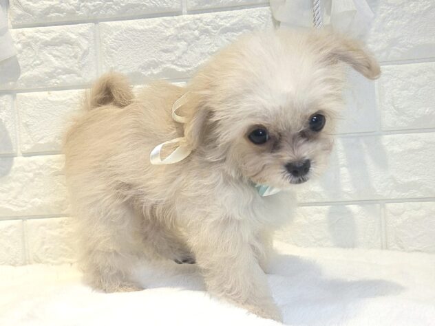 香川県のハーフ犬・ミックス犬 (ワンキャラット アミーゴ丸亀店/2026年6月14日生まれ/男の子/クリーム)の子犬の2枚目の画像
