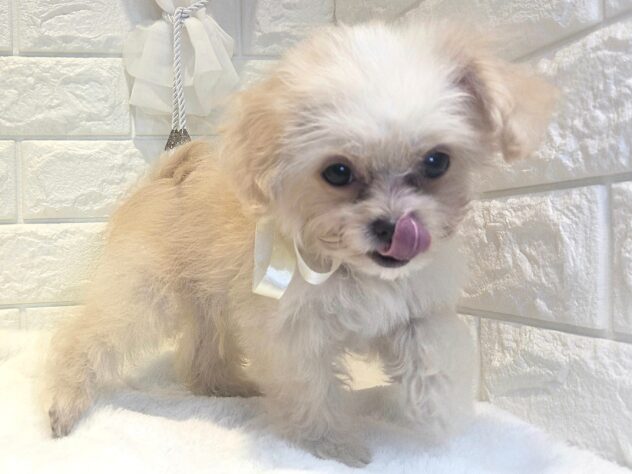 香川県のハーフ犬・ミックス犬 (ワンキャラット アミーゴ丸亀店/2026年6月14日生まれ/男の子/クリーム)の子犬の3枚目の画像