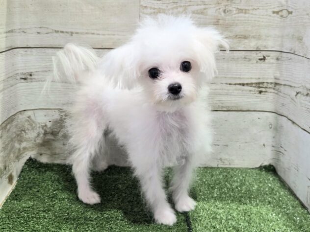 徳島県のハーフ犬・ミックス犬 (アミーゴ徳島沖浜店/2026年5月8日生まれ/男の子/ホワイト)の子犬の1枚目の画像