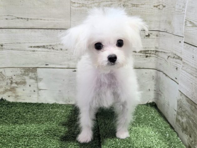 徳島県のハーフ犬・ミックス犬 (アミーゴ徳島沖浜店/2026年5月8日生まれ/男の子/ホワイト)の子犬の2枚目の画像