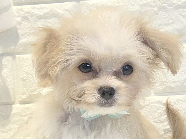 香川県のハーフ犬・ミックス犬 (ワンキャラット アミーゴ丸亀店/2026年6月14日生まれ/男の子/クリーム)の子犬の1枚目の画像