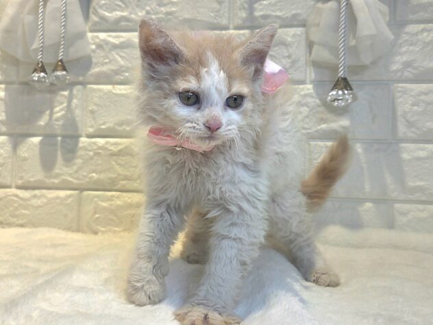 香川県のハーフ猫・ミックス猫 (ワンキャラット アミーゴ丸亀店/2026年8月2日生まれ/女の子/クリームタビーホワイト)の子猫の2枚目の画像