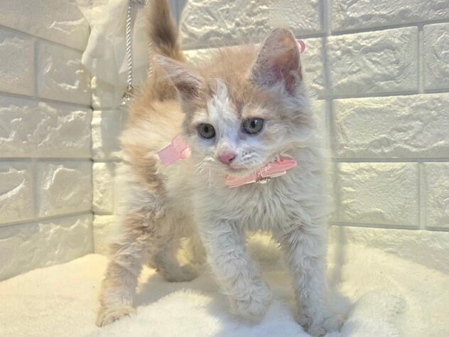 香川県のハーフ猫・ミックス猫 (ワンキャラット アミーゴ丸亀店/2026年8月2日生まれ/女の子/クリームタビーホワイト)の子猫の3枚目の画像