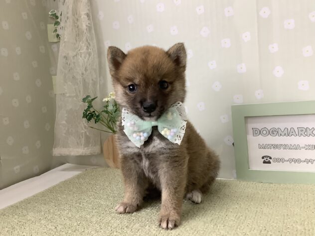 愛媛県の豆柴 (アミーゴ松山久米店/2026年7月20日生まれ/男の子/赤)の子犬の3枚目の画像