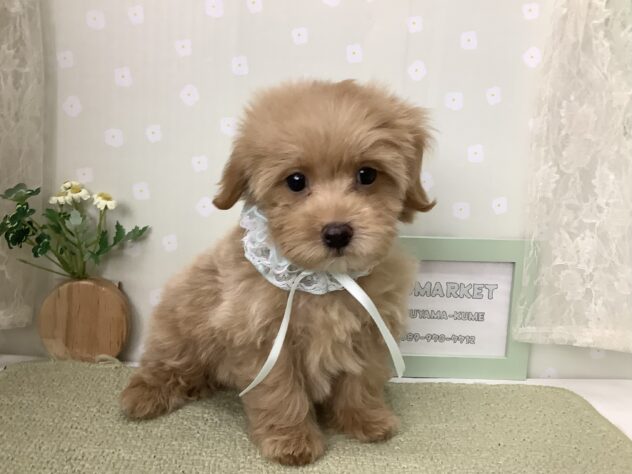 愛媛県のハーフ犬・ミックス犬 (アミーゴ松山久米店/2026年7月27日生まれ/男の子/アプリコット)の子犬の1枚目の画像