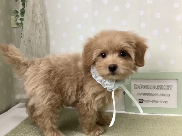 愛媛県のハーフ犬・ミックス犬 (アミーゴ松山久米店/2026年7月27日生まれ/男の子/アプリコット)の子犬の2枚目の画像
