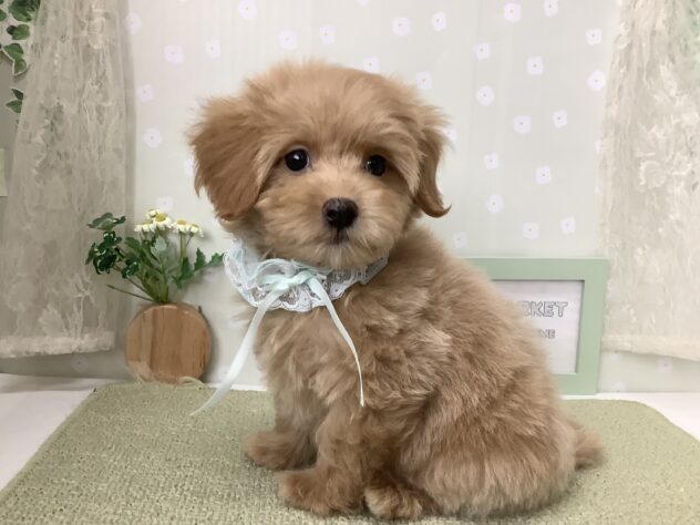 愛媛県のハーフ犬・ミックス犬 (アミーゴ松山久米店/2026年7月27日生まれ/男の子/アプリコット)の子犬の3枚目の画像