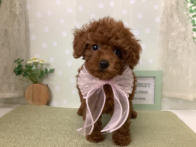 愛媛県のトイプードル(トイ) (アミーゴ松山久米店/2026年7月28日生まれ/女の子/レッド)の子犬の2枚目の画像