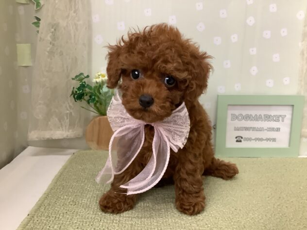 愛媛県のトイプードル(トイ) (アミーゴ松山久米店/2026年7月28日生まれ/女の子/レッド)の子犬の1枚目の画像