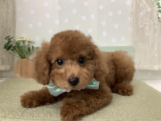 愛媛県のトイプードル(トイ) (アミーゴ松山久米店/2026年7月13日生まれ/男の子/レッド)の子犬の2枚目の画像