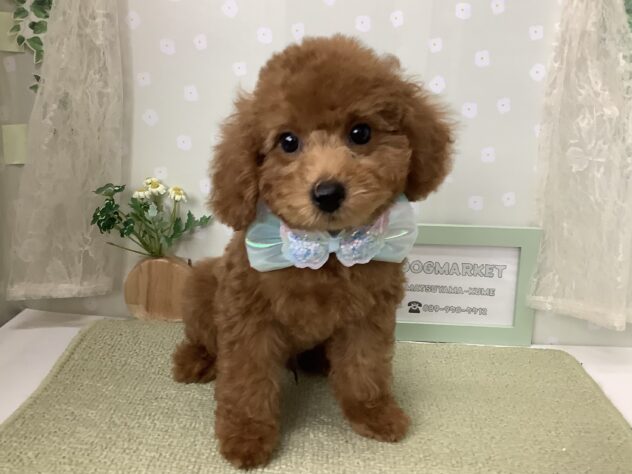 愛媛県のトイプードル(トイ) (アミーゴ松山久米店/2026年7月13日生まれ/男の子/レッド)の子犬の1枚目の画像