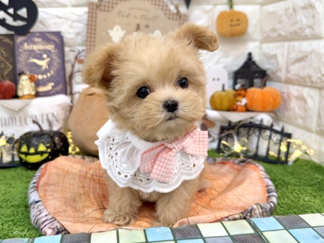 兵庫県のハーフ犬・ミックス犬 (ワンキャラット アミーゴ姫路花田店/2026年7月12日生まれ/女の子/アプリコット)の子犬の4枚目の画像