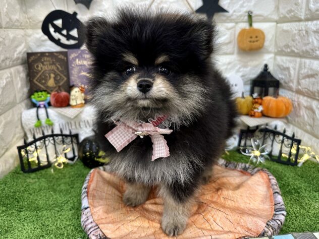兵庫県のポメラニアン (ワンキャラット アミーゴ姫路花田店/2026年7月14日生まれ/男の子/ブラックタン)の子犬の2枚目の画像