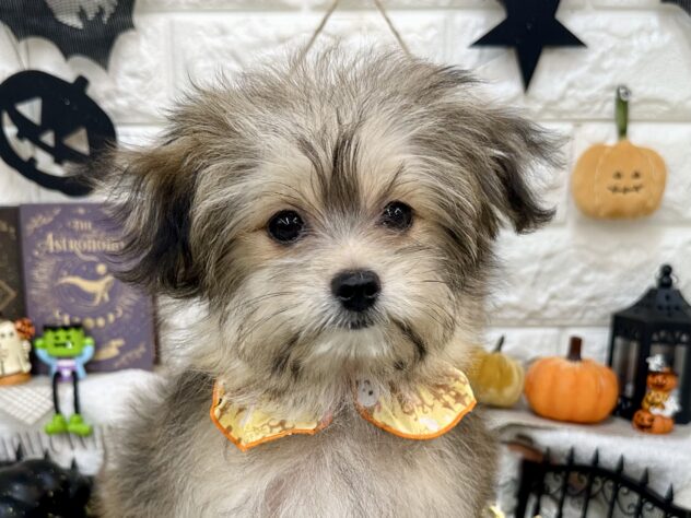 兵庫県のハーフ犬・ミックス犬 (ワンキャラット アミーゴ姫路花田店/2026年5月30日生まれ/女の子/フォーン)の子犬の1枚目の画像