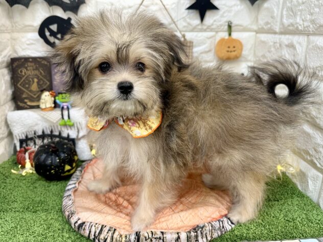 兵庫県のハーフ犬・ミックス犬 (ワンキャラット アミーゴ姫路花田店/2026年5月30日生まれ/女の子/フォーン)の子犬の2枚目の画像