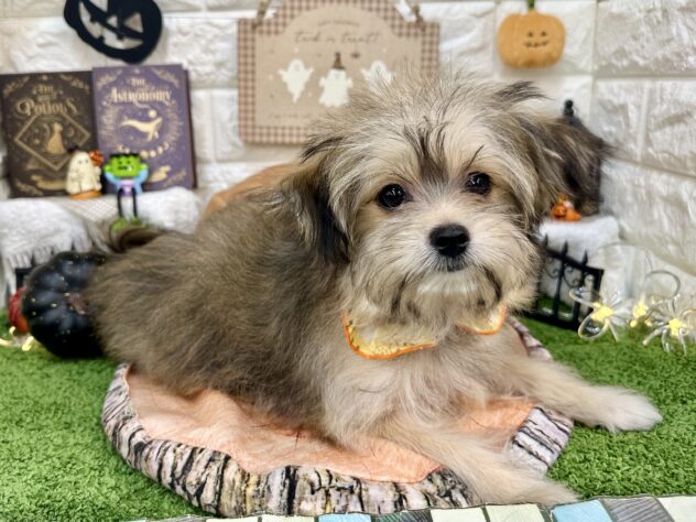 兵庫県のハーフ犬・ミックス犬 (ワンキャラット アミーゴ姫路花田店/2026年5月30日生まれ/女の子/フォーン)の子犬の3枚目の画像