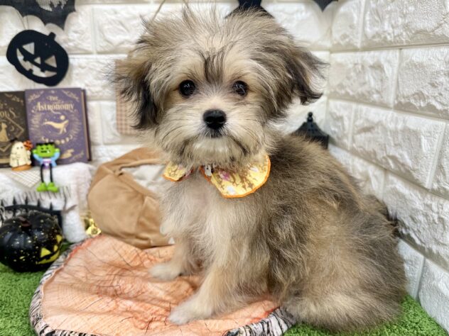 兵庫県のハーフ犬・ミックス犬 (ワンキャラット アミーゴ姫路花田店/2026年5月30日生まれ/女の子/フォーン)の子犬の4枚目の画像