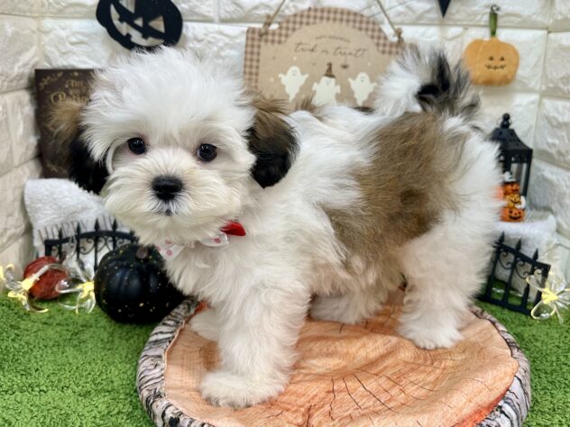 兵庫県のハーフ犬・ミックス犬 (ワンキャラット アミーゴ姫路花田店/2026年7月10日生まれ/女の子/ホワイトゴールド)の子犬の2枚目の画像